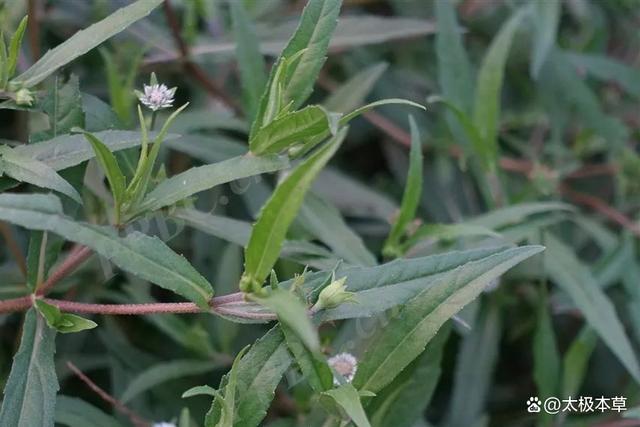 墨旱莲流出的汁液是黑色的有一定药用价值